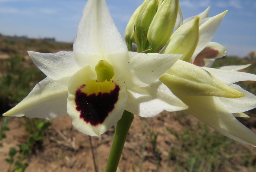 Orthochilus thomsonii