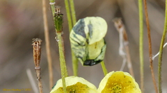 Papaver lapponicum