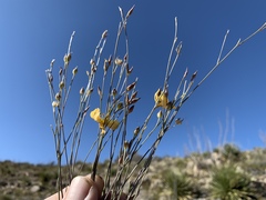 Linum berlandieri filifolium