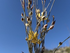 Linum berlandieri filifolium