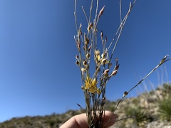 Linum berlandieri filifolium