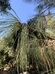 Pinus canariensis