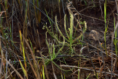 Drosera finlaysoniana
