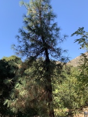 Pinus canariensis