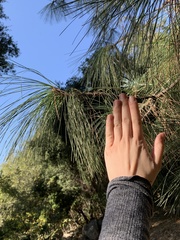 Pinus canariensis