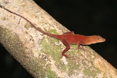 Anolis johnmeyeri
