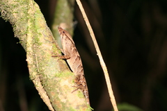 Anolis johnmeyeri