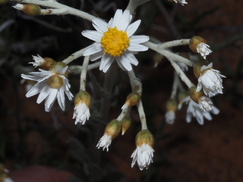 small white sunray (Rhodanthe corymbiflora)
