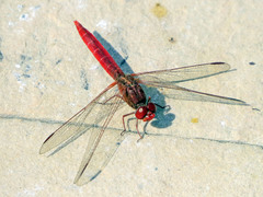 Crocothemis servilia
