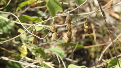 Desmodium macrocarpum