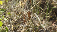 Desmodium macrocarpum