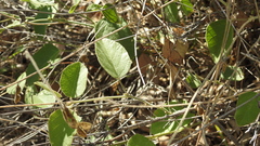 Desmodium macrocarpum