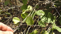Desmodium macrocarpum