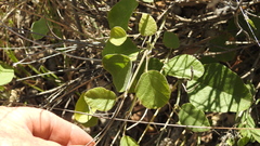 Desmodium macrocarpum
