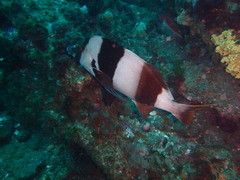 Pseudogoniistius nigripes