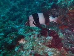 Pseudogoniistius nigripes