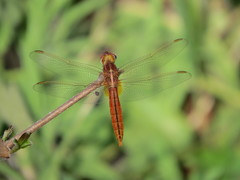 Crocothemis servilia