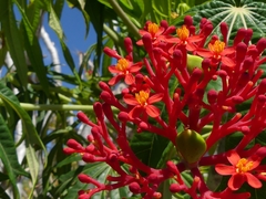 Jatropha multifida