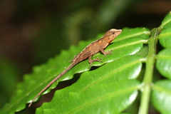 Anolis johnmeyeri