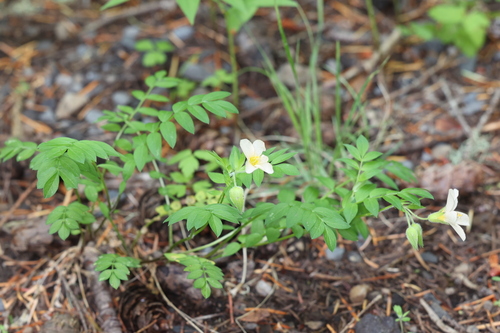 Oregon polemonium (Polemonium carneum)