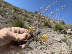 Linum berlandieri filifolium
