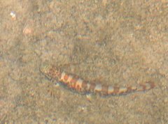 Liniparhomaloptera disparis