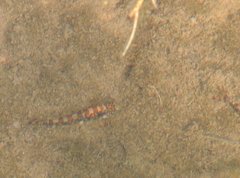 Liniparhomaloptera disparis