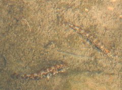 Liniparhomaloptera disparis