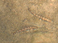 Liniparhomaloptera disparis