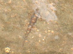 Liniparhomaloptera disparis