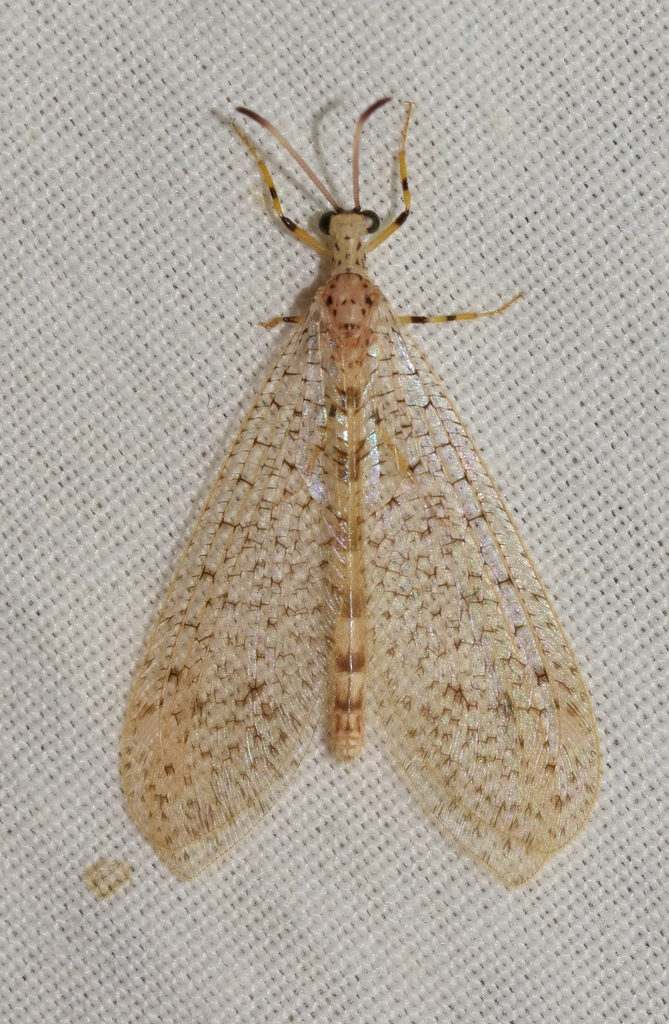 Tricholeon relictus