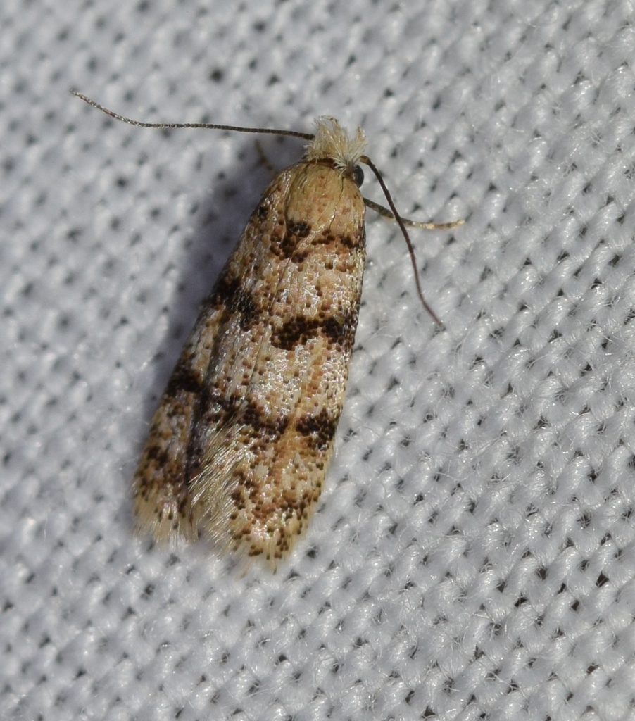 Symmoca hendrikseni