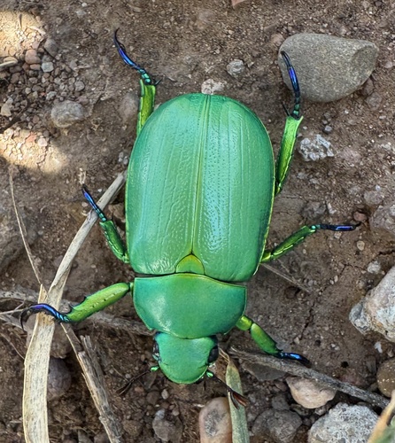 Wood's Jewel Scarab photo 3