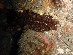 Australostichopus mollis