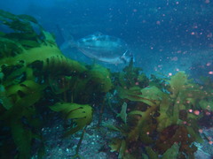 Latridopsis ciliaris