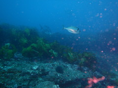 Nemadactylus macropterus