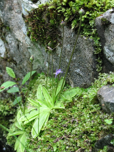Pinguicula vulgaris iNat (2)