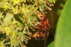 Vespa vivax