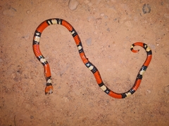 Atractus elaps