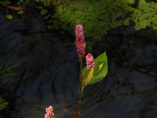 iNaturalist observation photo of water smartweed