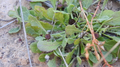 Sphaeromorphaea australis