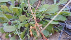 Sphaeromorphaea australis