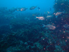 Paratrachichthys trailli