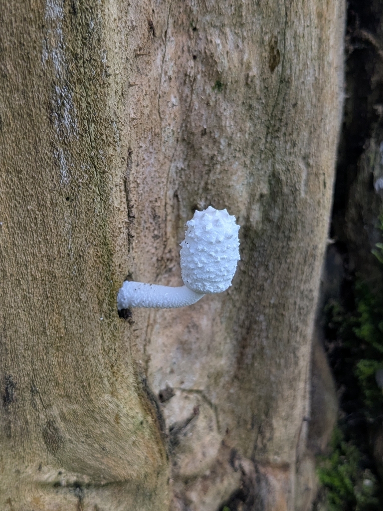 Leucocoprinus cretaceus · July 2025 · photo: © saucierj (iNaturalist, cc-by-nc)