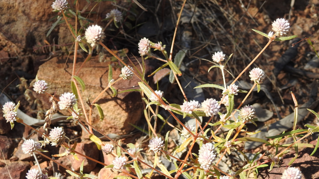 Gomphrena lanata