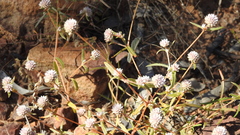 Gomphrena lanata
