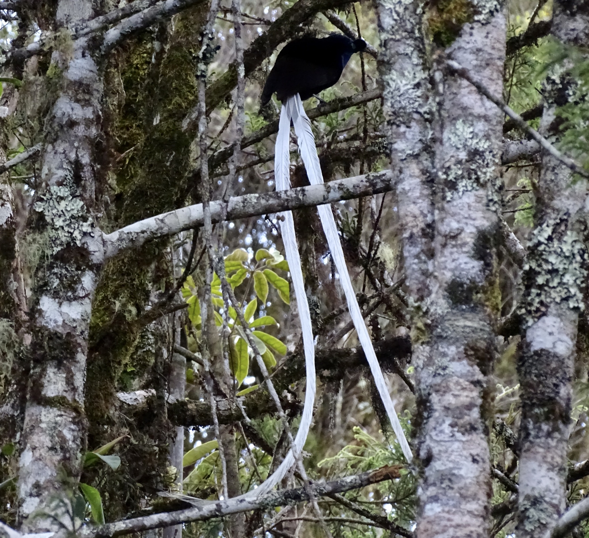 Ribbon-tailed Astrapia (Astrapia mayeri), photo 2