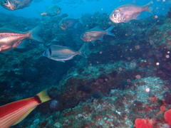 Nemadactylus macropterus