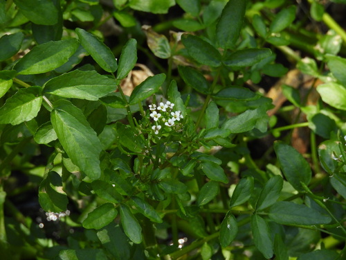 iNaturalist observation photo of watercress