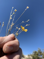 Linum berlandieri filifolium